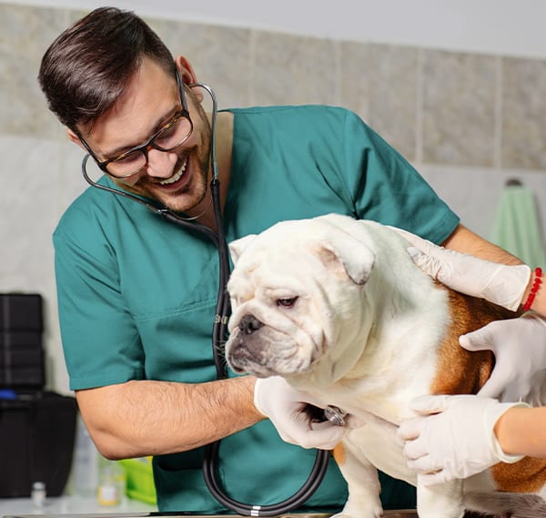 Learn About PetVet Care Centers